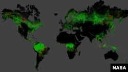 Una fotografía de la NASA ayuda a comprender mejor el estado de los bosques del planeta.