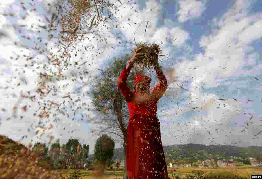 A farmer harvests rice at a field on World Food Day in Bhaktapur, Nepal.