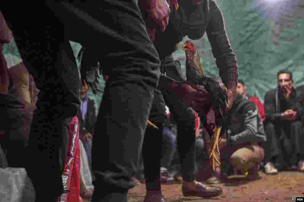 Dunyoning aksariyat mamlakatlarida hayvonlarni urushtirish qonun bilan taqiqlangan. Xususan, xo'roz urushtirish ham. Biroq bu jangning ashaddiy muxlislari choychaqa ishlab olish ilinjida chekka hududlarda an'anani davom ettirmoqda. Bunday tadbirlarga Misrda ham guvoh bo'lish mumkin.&nbsp;