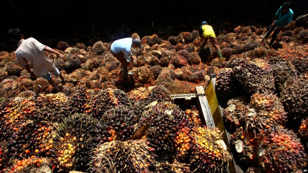 Para pekerja menyortir buah kelapa sawit di pabrik pemrosesan di Lebak. (Foto: Dok)