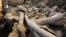 FILE - The fosilized bones of a mammoth are seen at the excavation site on May 17, 2016. Scientists say Mammoths lived on Alaska's St. Paul Island in the Bering Sea until about 5,600 years ago. They never came into contact with humans, who only arrived on the island in 1787.