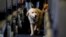 Seekor anjing pemandu berjalan di gang pesawat United Airlines di Bandara Internasional Newark Liberty, New Jersey, 1 April 2017. (Foto: AP)