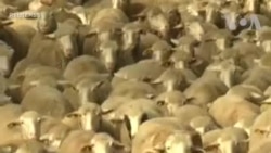 စပိန်မက်ဒရစ်မြို့လည် သိုးထောင်ပေါင်းများစွာ ဖြတ်သန်း