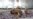 Infants in War-torn Yemen Dying at Alarmingly High Rate