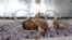 A premature baby lies in an incubator at the child care unit of a hospital in Sana'a, Yemen January 16, 2018.