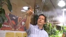 လိပ်ပြာနဲ့ပတ်သက်တဲ့ အသုံးအနှုန်း