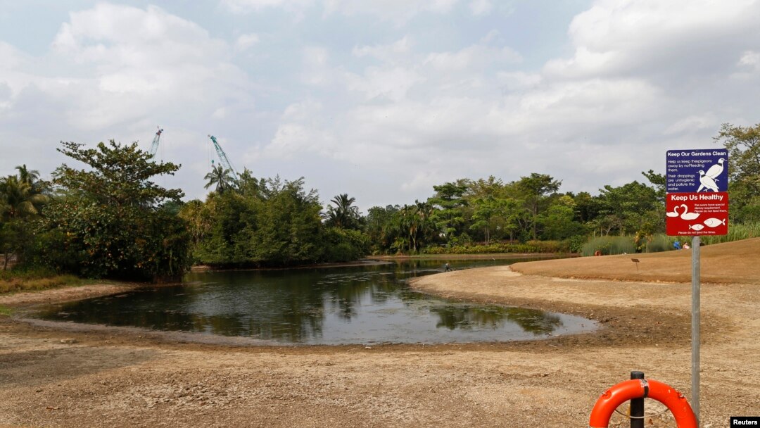 Kolam dan rumput kering di Taman Botani Singapura (26/2). 