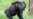 Conservation Groups Unveil Regional Action Plan to Save Great Apes