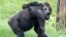 In this May 2, 2012 file photo, Moka, an endangered western lowland Gorilla, carries her unnamed 3-month-old baby on her back at the Pittsburgh Zoo and Aquarium in Pittsburgh. Endangered chimpanzees, orangutans, gorillas and bonobos are disappearing from the wild in frightening numbers, as private owners pay top dollar for exotic pets, while disreputable zoos, amusement parks and traveling circuses clamor for smuggled primates to entertain audiences. (AP Photo/Gene J. Puskar, File)