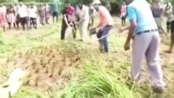 Forest Officials in India Rescue Huge Python from Paddy Field