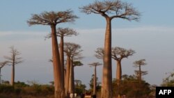 Des baobabs près de la capitale malgache Morondava, le 7 novembre 2011.