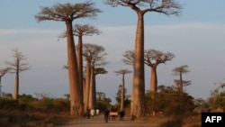 Baobabs in Madagascar, November 2011. AFP PHOTO / ALINE RANAIVOSON