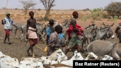 Des éleveurs conduisent leur bétail pour boire à un point d'eau près de la ville de Kargi, dans le comté de Marsabit, au Kenya, le 9 octobre 2021.