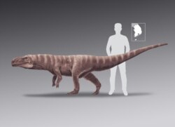 A handout photo from the University of Colorado Denver on June 12, 2020, shows an artist's impression of the crocodile's ancestor after fossilized footprints of the crocodile were unearthed by researchers in South Korea.