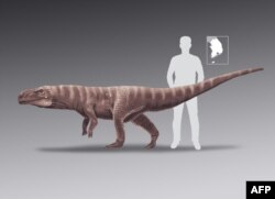 A handout photo from the University of Colorado Denver on June 12, 2020, shows an artist's impression of the crocodile's ancestor after fossilized footprints of the crocodile were unearthed by researchers in South Korea.