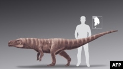 A handout photo from the University of Colorado Denver on June 12, 2020, shows an artist's impression of the crocodile's ancestor after fossilized footprints of the crocodile were unearthed by researchers in South Korea.