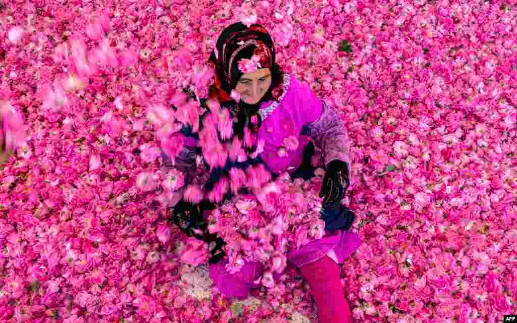 A worker spreads rose petals outside a house in the city of Kelaat Mgouna (or Tighremt NImgunen) in Morocco&#39;s central Tinghir Province in the Atlas Mountains.