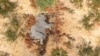 بوٹسوانا میں 275 ہاتھیوں کی پراسرار ہلاکت