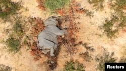 A dead elephant is seen in this undated handout image in Okavango Delta, Botswana, May-June 2020. 