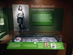 The skeleton of Robert Kennicott, a 19th century collector for the Smithsonian, which is now part of a Smithsonian collection. (Courtesy Smithsonian National Museum of Natural History)