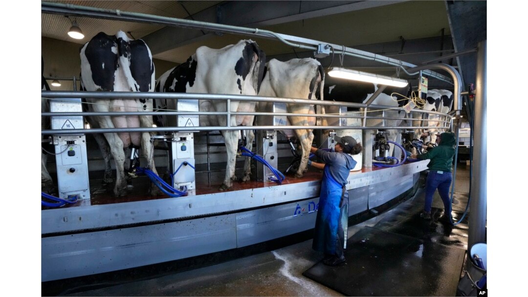 FILE - Workers tend to cows at the Flood Brothers Farm, April 1, 2024, in Clinton, Maine. Foreign-born workers make up fully half the farm's staff of nearly 50, feeding the cows, tending crops and helping collect the milk — 18,000 gallons every day.