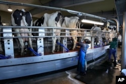 FILE - Workers tend to cows at the Flood Brothers Farm, April 1, 2024, in Clinton, Maine. Foreign-born workers make up fully half the farm's staff of nearly 50, feeding the cows, tending crops and helping collect the milk — 18,000 gallons every day.