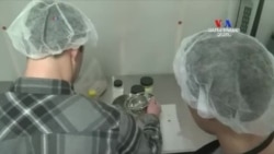 SHORT VIDEO: Ծղրիդներ կաթի փոխարեն