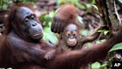 Orangutan yang telah direhabilitasi dan dilepaskan oleh Dr. Biruté Mary Galdikas, menggendong bayinya yang baru lahir di Taman Nasional Tanjung Puting. (Foto: Dok)