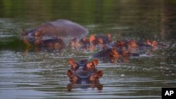 Hippos stay submerged in a lake at the Hacienda Napoles Park in Puerto Triunfo, Colombia, Wednesday, Feb. 12, 2020. (AP Photo/Ivan Valencia)