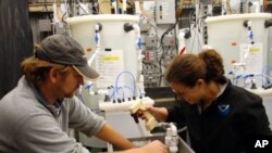 NOAA researchers Mike Maher and Shallin Busch check the pH of a seawater tank.