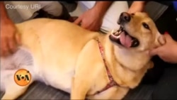 شیلٹر ہوم جہاں آپ اپنے پالتو جانور کے ساتھ رہ سکتے ہیں