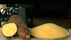 Vitamin A-enhanced Cassava Fights Malnutrition