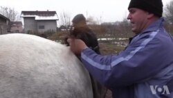 VIDEO PRIČA: Poređenje s konjem je kompliment