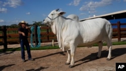 A stockman shows off the Nelore cow known as Viatina-19 at a farm in Uberaba, Minas Gerais state, Brazil, Friday, April 26, 2024. (AP Photo/Silvia Izquierdo)