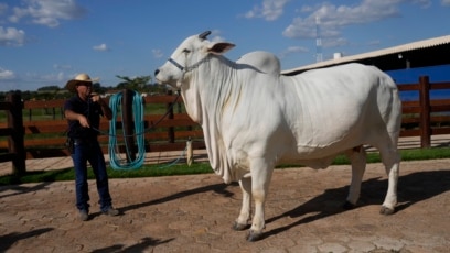 Brazilian Ranchers: World’s Costliest Cow Is ‘The Best’