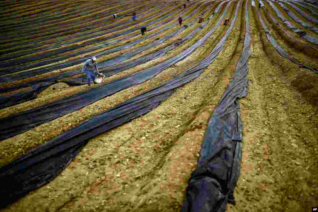 Seasonal workers collect white asparagus from the field in Uterga, around 15 km (9 miles) from Pamplona, northern Spain.