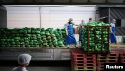 Employees unload napa cabbages at Cheongone Organic Kimchi factory in Cheongju, South Korea, September 26, 2022. (REUTERS/Kim Hong-Ji)