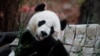 大熊貓數量增加，中國宣佈這個國寶不再是“瀕危”物種