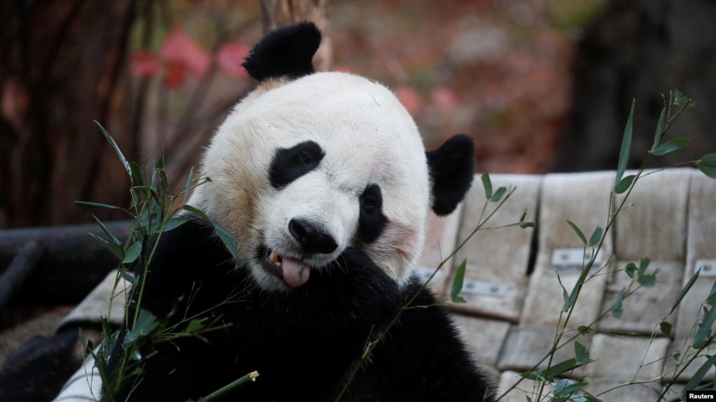 2019年11月19日，从中国租借的大熊猫贝贝在返回中国前最后一次在华盛顿史密森国家动物园同游客见面。（路透社照片）(photo:VOA)