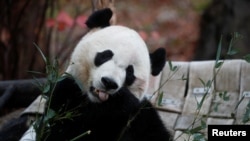 2019年11月19日，從中國租借的大熊貓貝貝在返回中國前最後一次在華盛頓史密森國家動物園同遊客見面。（路透社照片）
