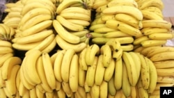 World banana supplies are threatened by a disease known as "Panama." (Associated Press File Photo)