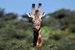 A reticulated subspecies of giraffe at Loisaba conservancy in Laikipia, photographed Aug. 5, 2019. The twin drivers of poaching and habitat destruction have sent populations of giraffes into freefall.