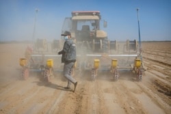 A worker walks behind a tractor during the planting of a cotton field, as seen during a government organized trip for foreign journalists, near Urumqi, Xinjiang on April 21, 2021. (Associated Press)