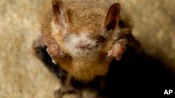 This photo provided by the U.S. Fish and Wildlife Service shows a tricolored bat with the white fungal growth of white-nose syndrome on March 5, 2013, in northwest Georgia.