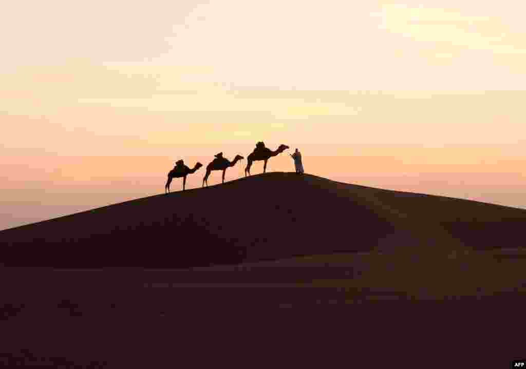 A man walks on a sand dune with his camels in Mhamid el-Ghizlane, in the Moroccan southern Sahara desert.