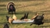Turkeys Are Guests of Honor at Unusual Thanksgiving Fete