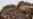 Thousands Mourn South Africa Mine Shooting Victims