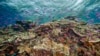 UN Report Says Great Barrier Reef Is in Crisis
