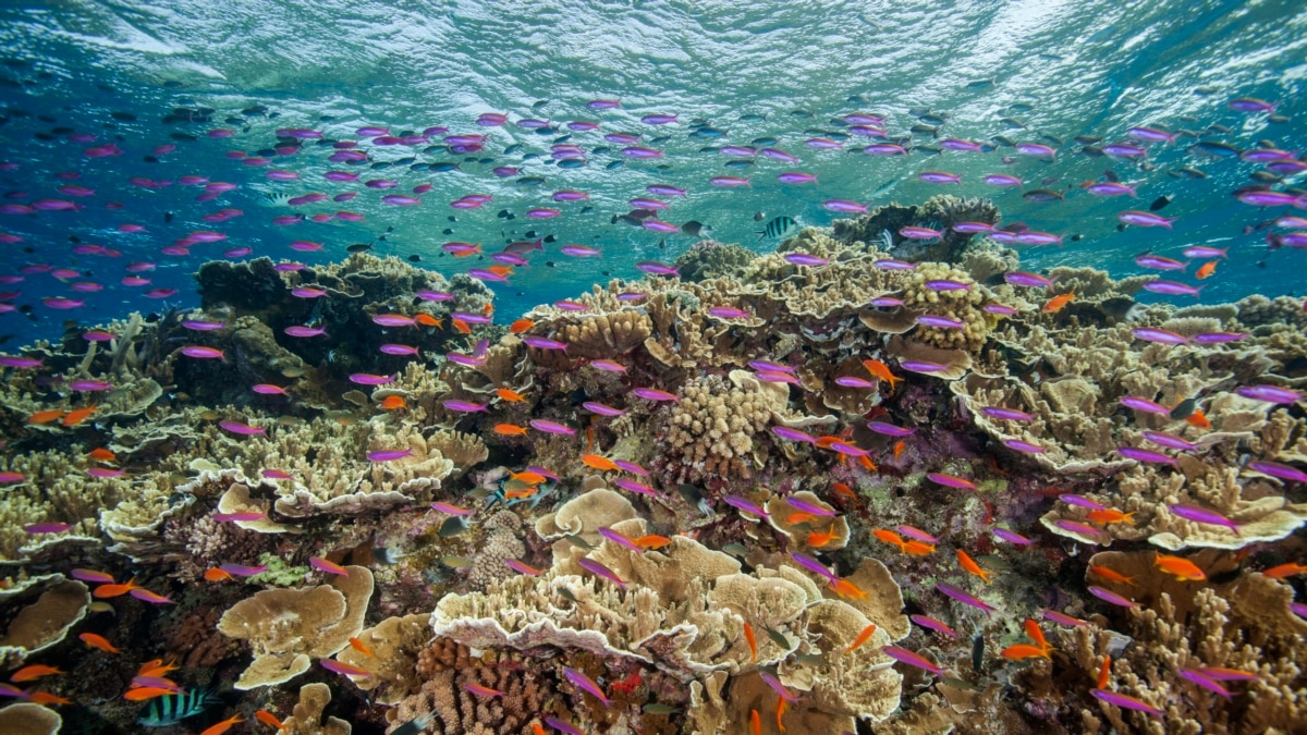 How does climate change affect coral reefs?