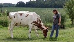 Arrissa Swails lets her cow, Honey, snack in the backyard, Sept. 1, 2020, near Jenera, Ohio.